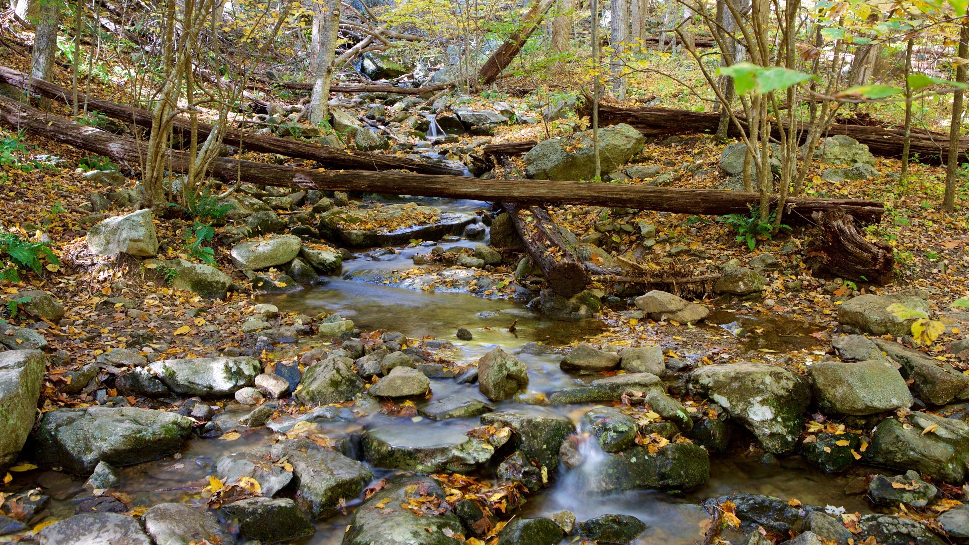 Shenandoah Nationalpark das einen Fluss oder Bach und Waldmotive