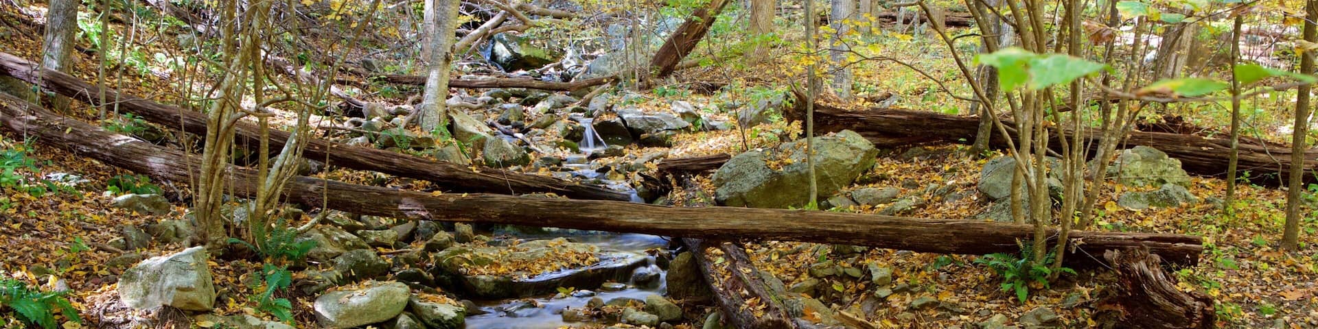 Shenandoah National Park which includes a river or creek and forest scenes