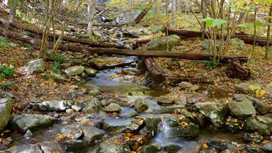 Un arroyo en el bosque con rocas y hojas secas.