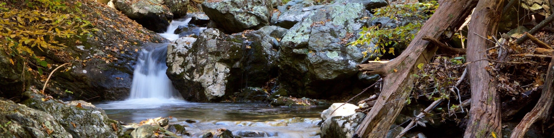 Rose River Falls showing a river or creek and forests