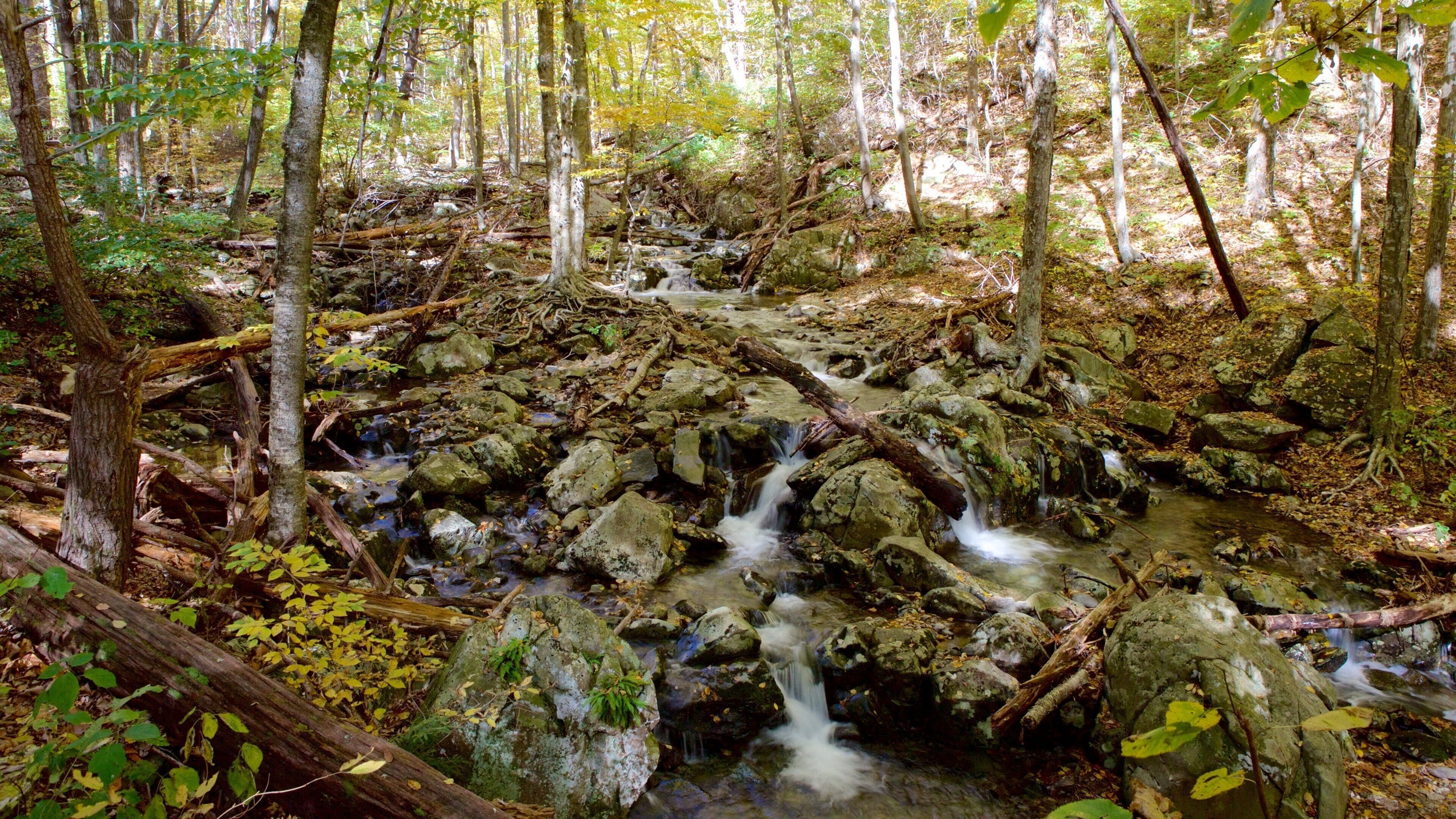 A forest stream with rocks and fallen trees.