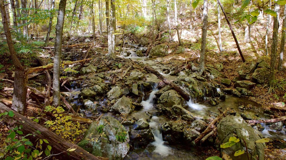 A forest stream with rocks and fallen trees.