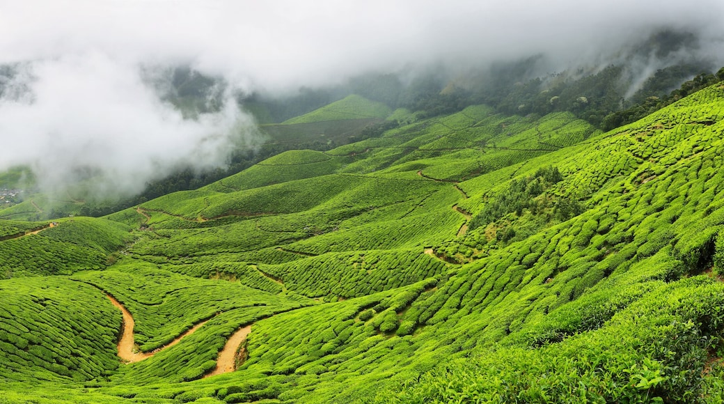 Kolukkumalai Tea Estate