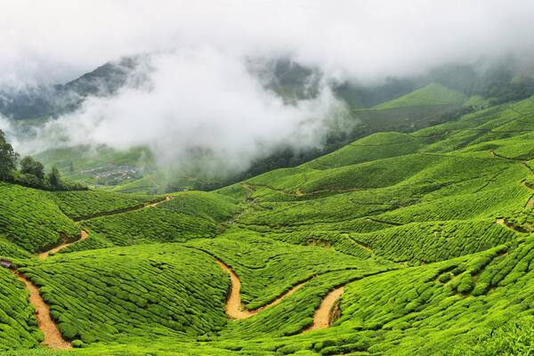 Kolukkumalai Tea plantations in a foggy day in Munnar, Kerala, India