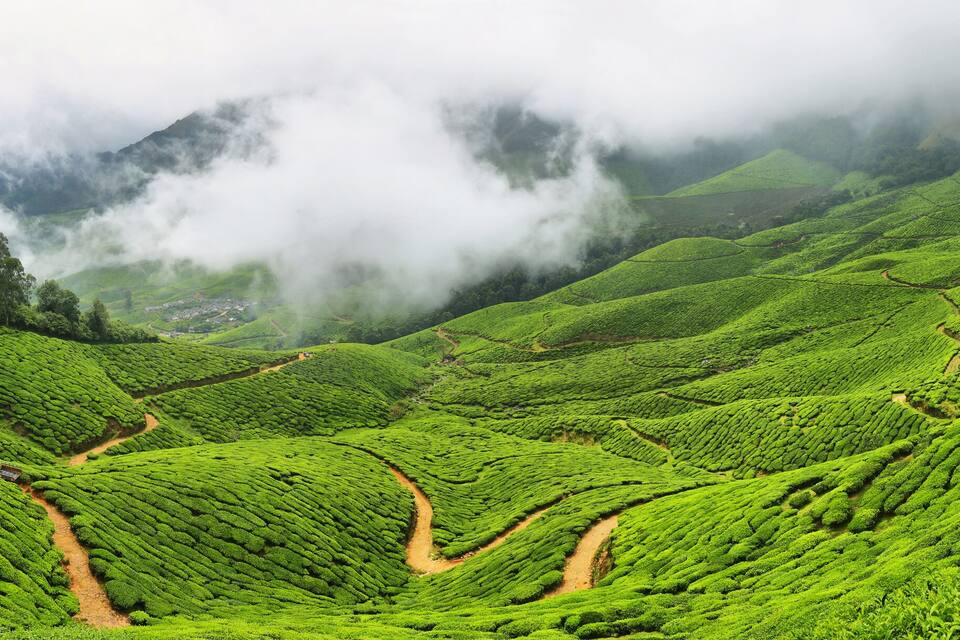A lush green tea plantation with terraced fields and a valley.