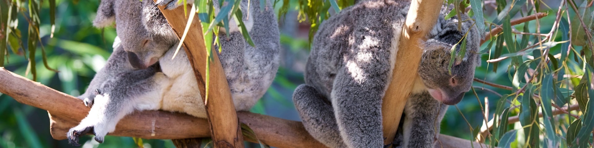 Hamilton Island which includes cuddly or friendly animals