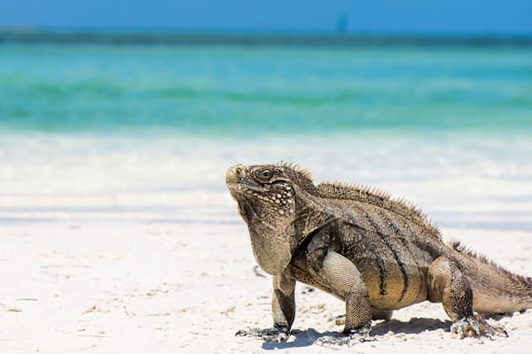 Kuba Leguan am Strand