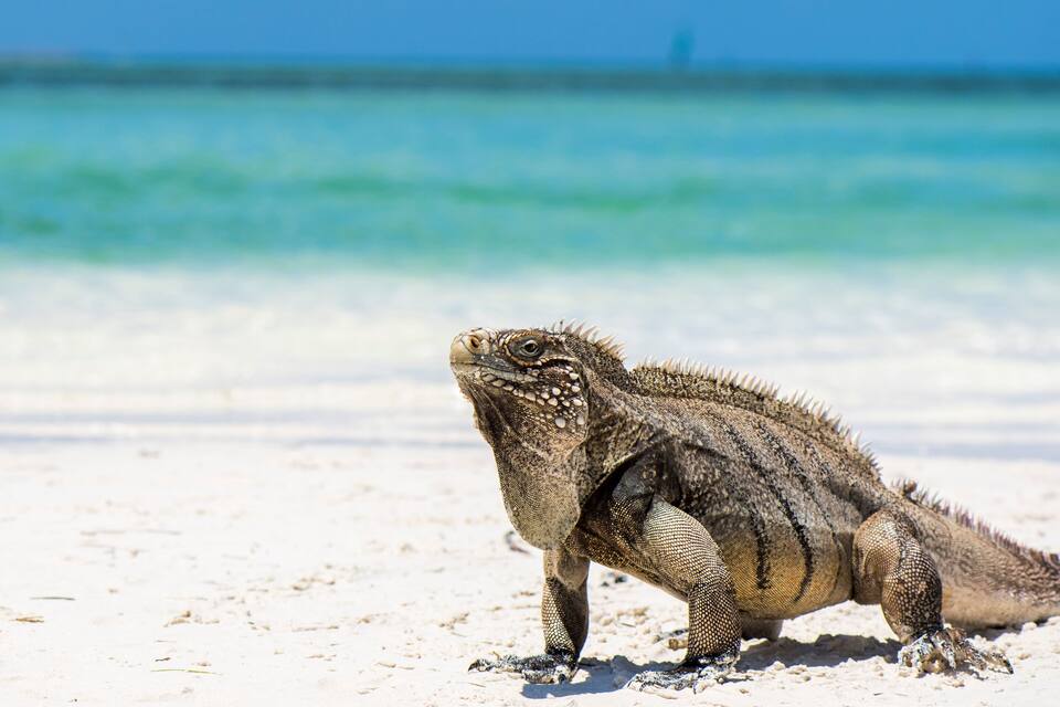 A monitor lizard on a sandy beach with a clear blue ocean in the background.