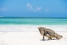 A large iguana on a sandy beach with a clear blue sky and calm ocean in the background.