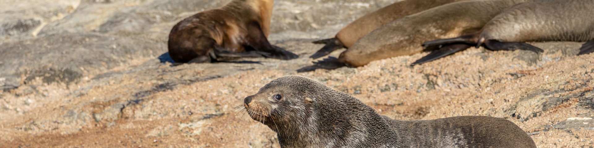 Um grupo de lobos-marinhos descansando em terreno rochoso.