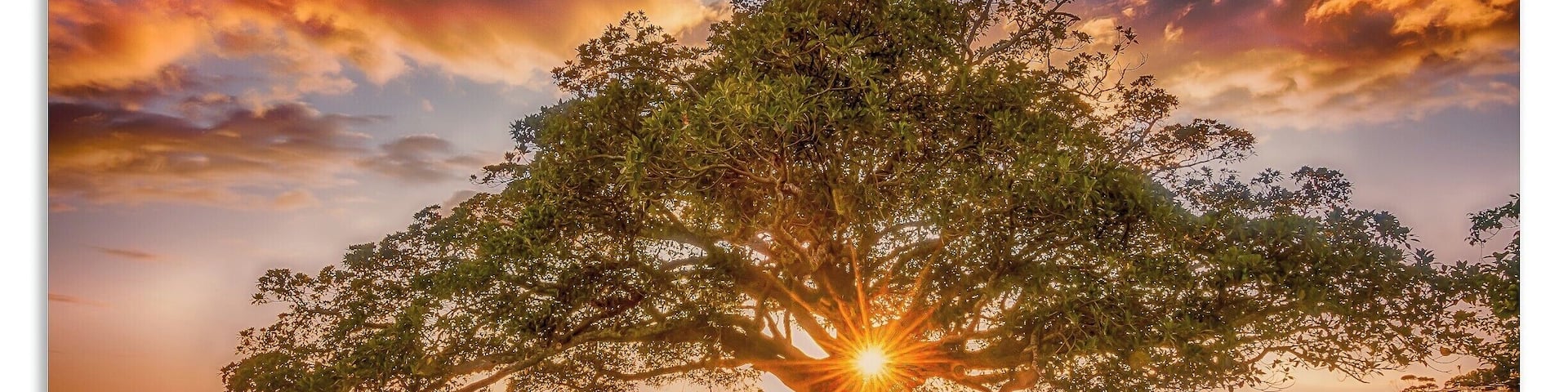 cool old Fig Tree
#bvsspring