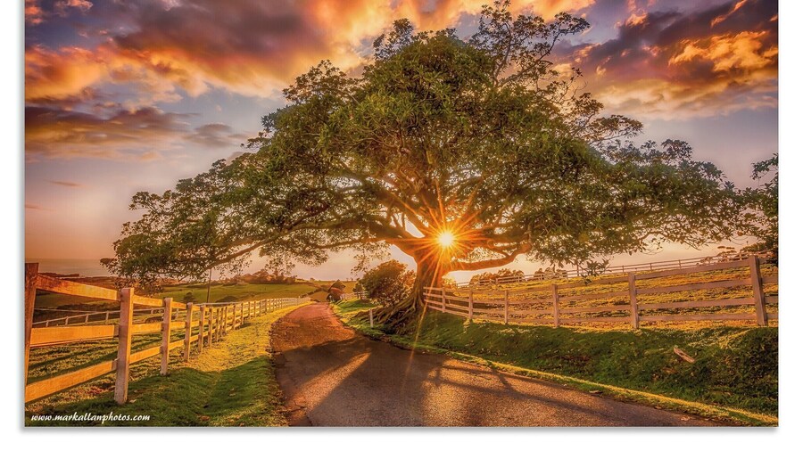 cool old Fig Tree
#bvsspring