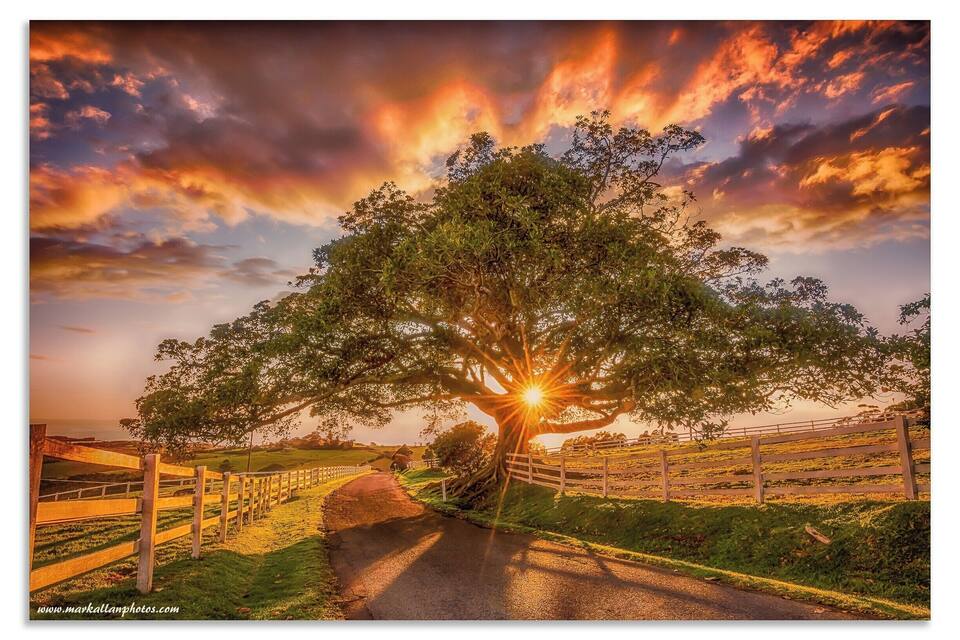 A tree-lined path with a sunset in the background.