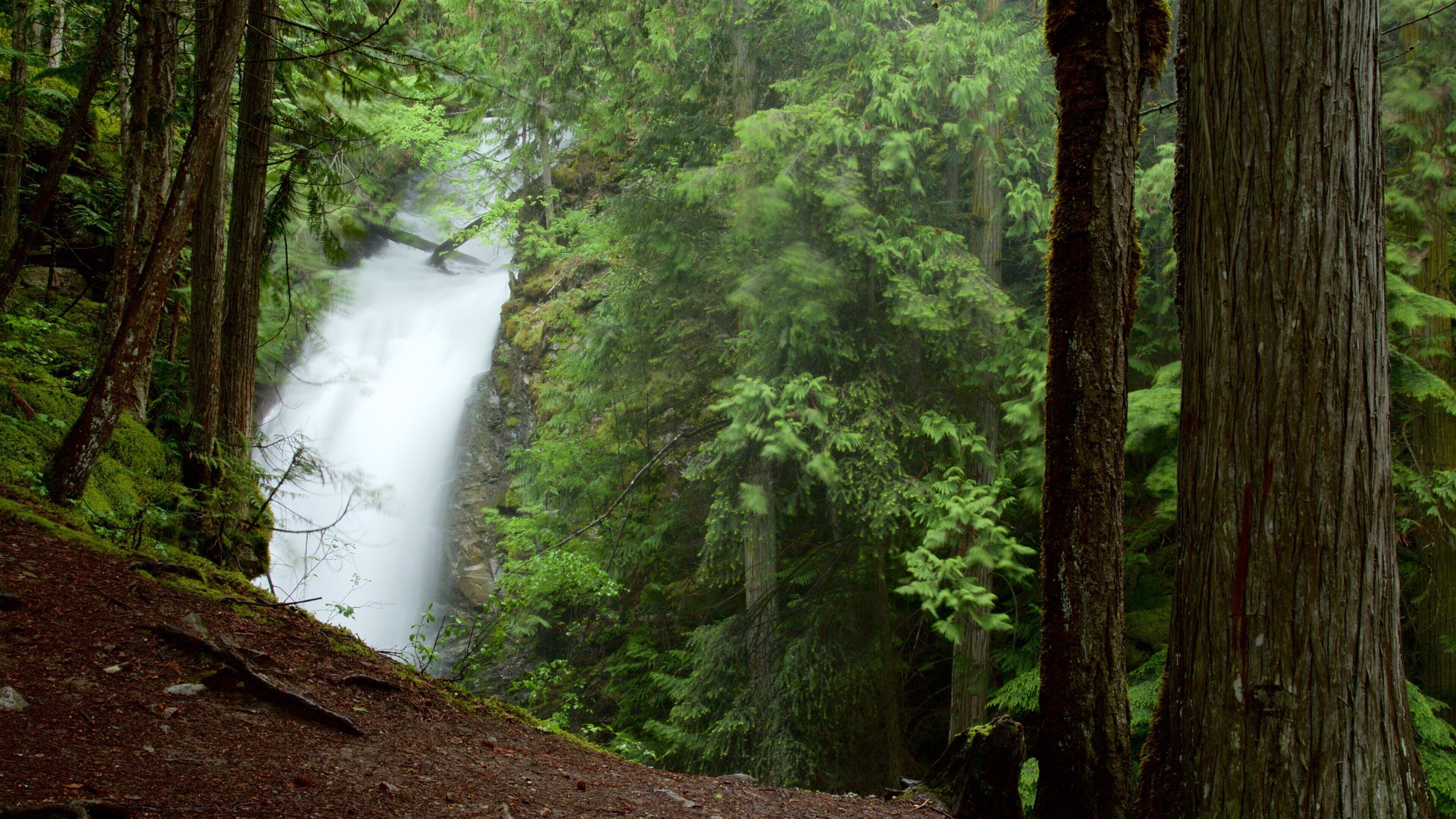 Kaslo showing forests and a cascade