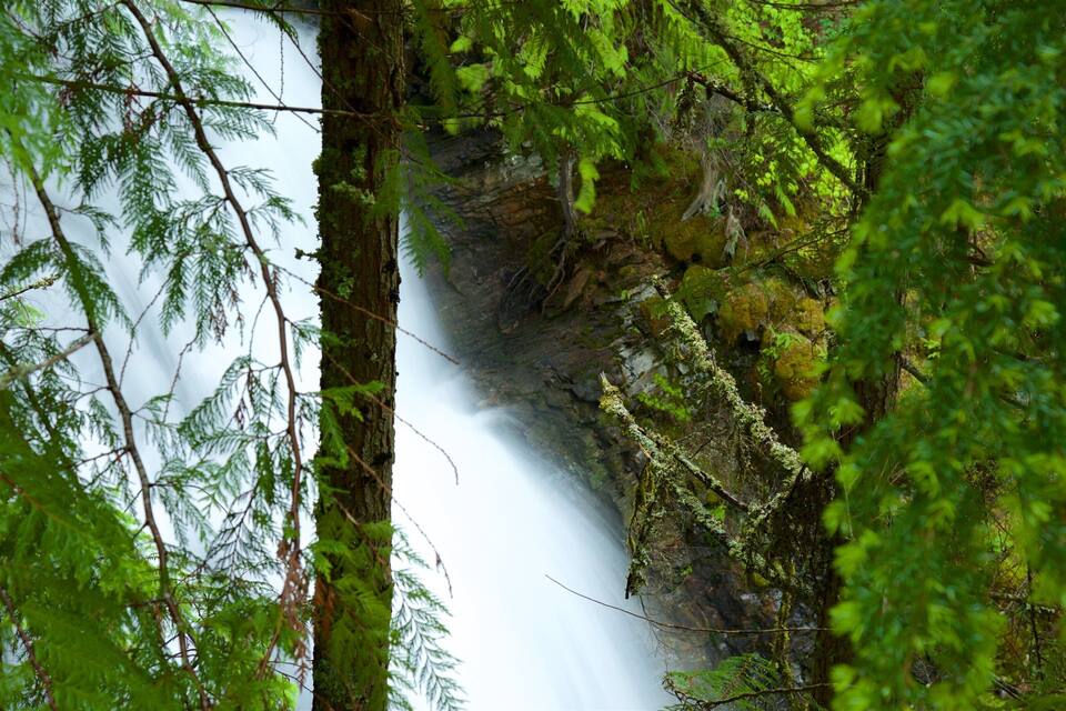 A waterfall surrounded by dense green foliage.