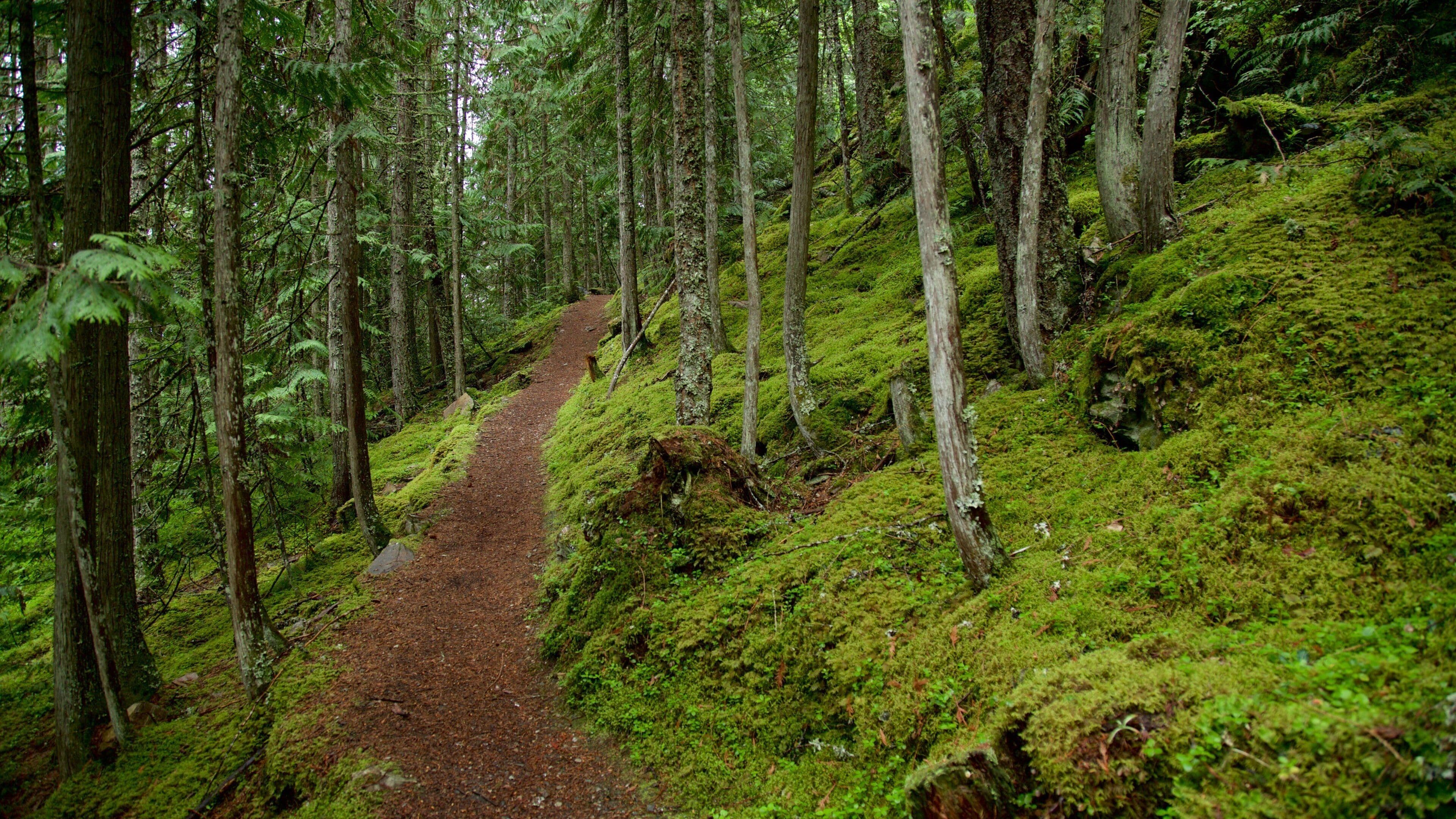 Fletcher Falls which includes forest scenes