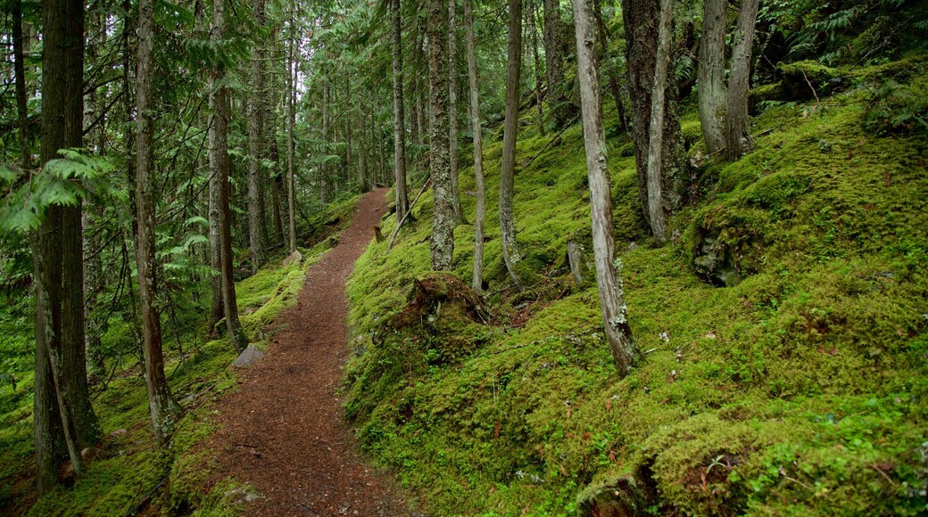 Fletcher Falls which includes forest scenes