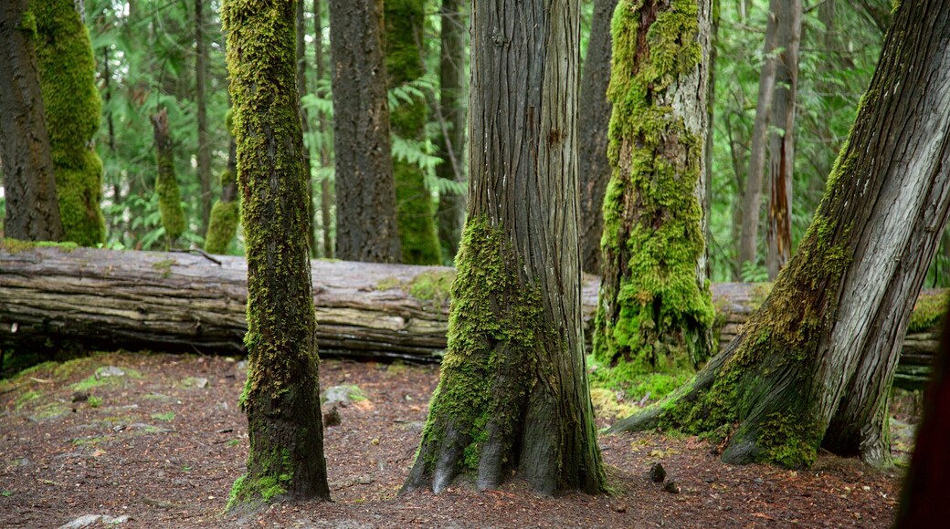 Kaslo featuring forests