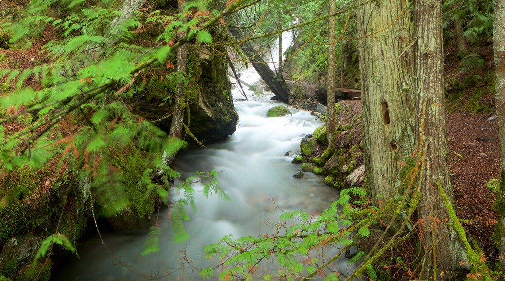 Fletcher Falls featuring rapids and forest scenes