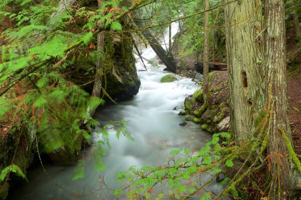 Fletcher Falls featuring rapids and forest scenes