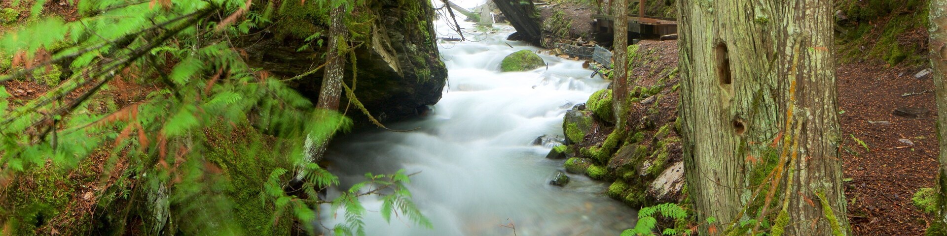 Fletcher Falls featuring rapids and forest scenes