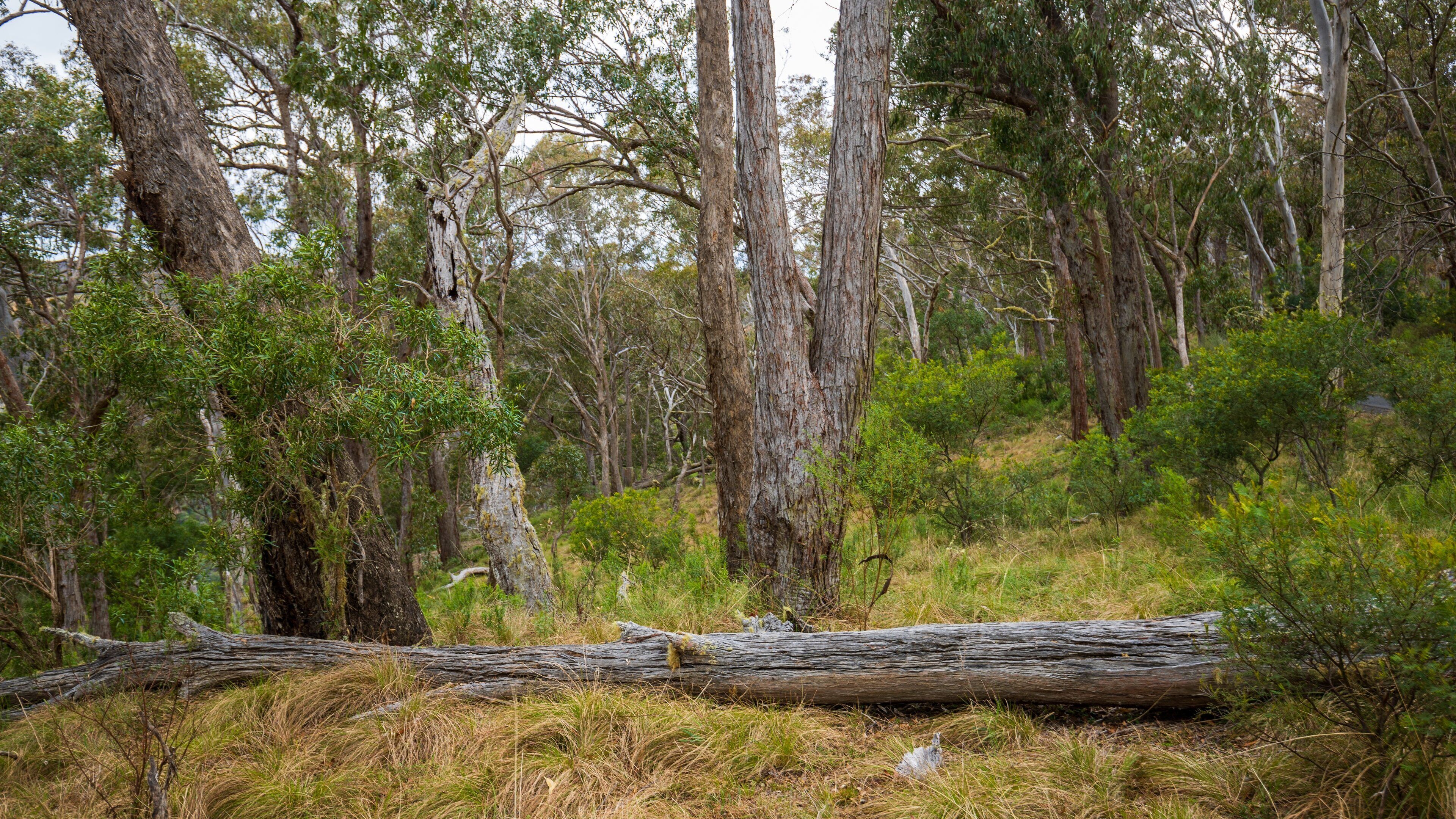Wollomombi Falls showing forests and tranquil scenes