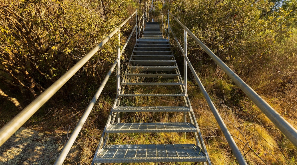 Wollomombi Falls which includes tranquil scenes