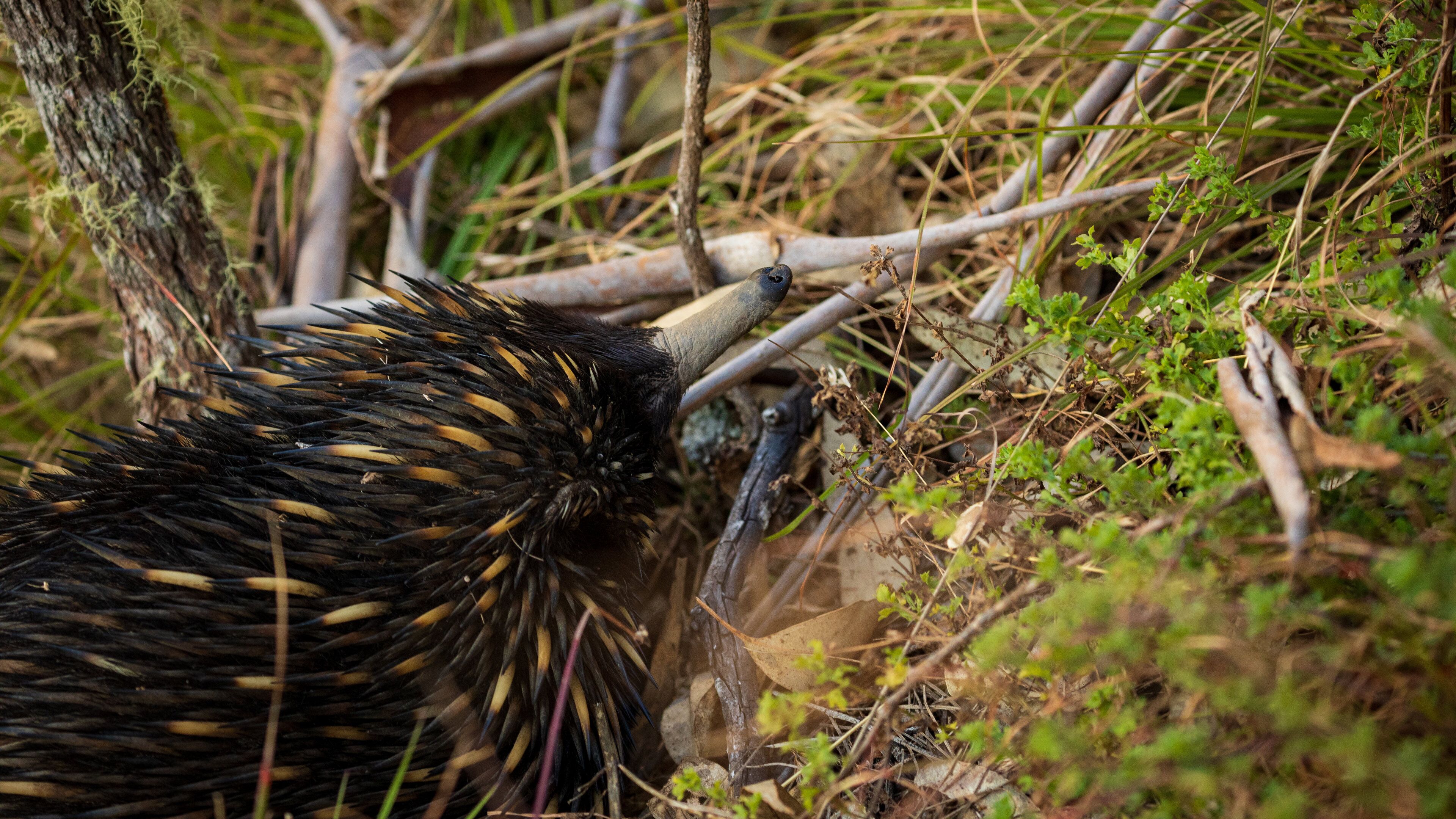 Wollomombi Falls featuring animals
