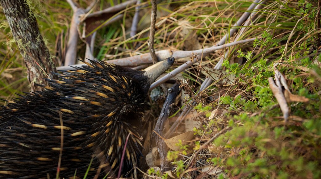 Wollomombi Falls featuring animals