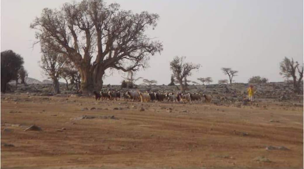 Shepherd
#oman #wanderwoman