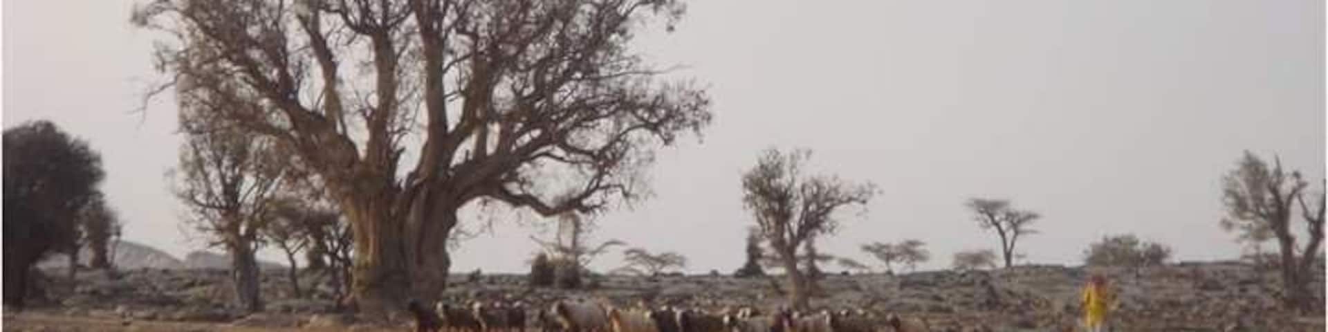 Shepherd
#oman #wanderwoman