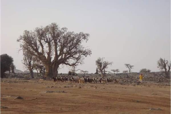 Shepherd
#oman #wanderwoman