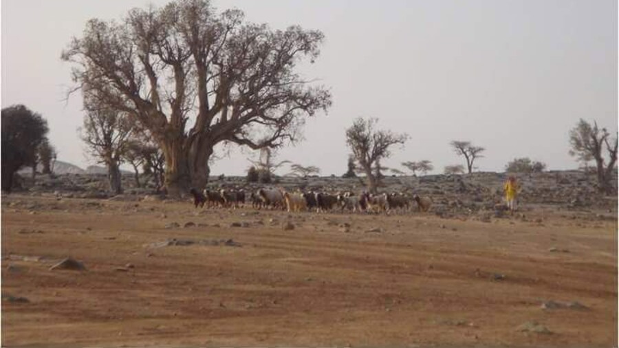 Shepherd
#oman #wanderwoman