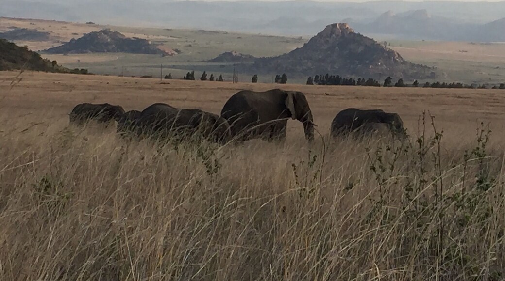 Elephants passing by our fenceline at Komati Springs