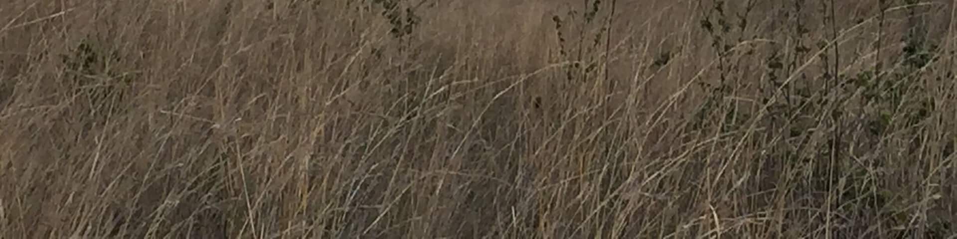 Elephants passing by our fenceline at Komati Springs