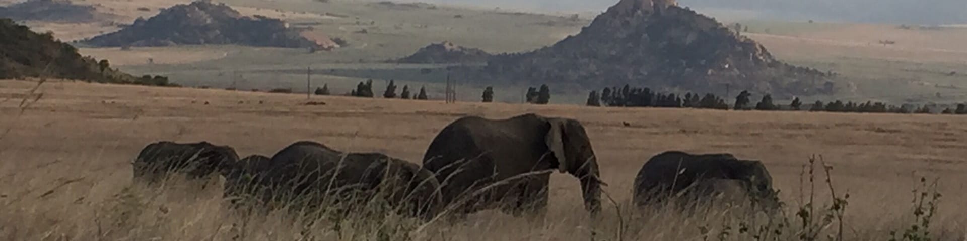 Elephants passing by our fenceline at Komati Springs