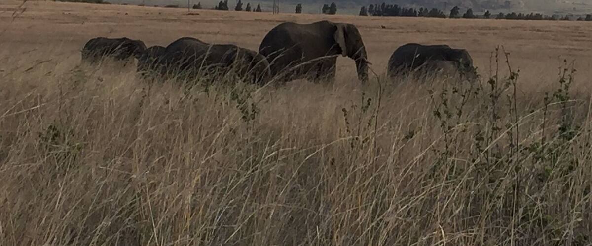 A grassy field with elephants and distant mountains.