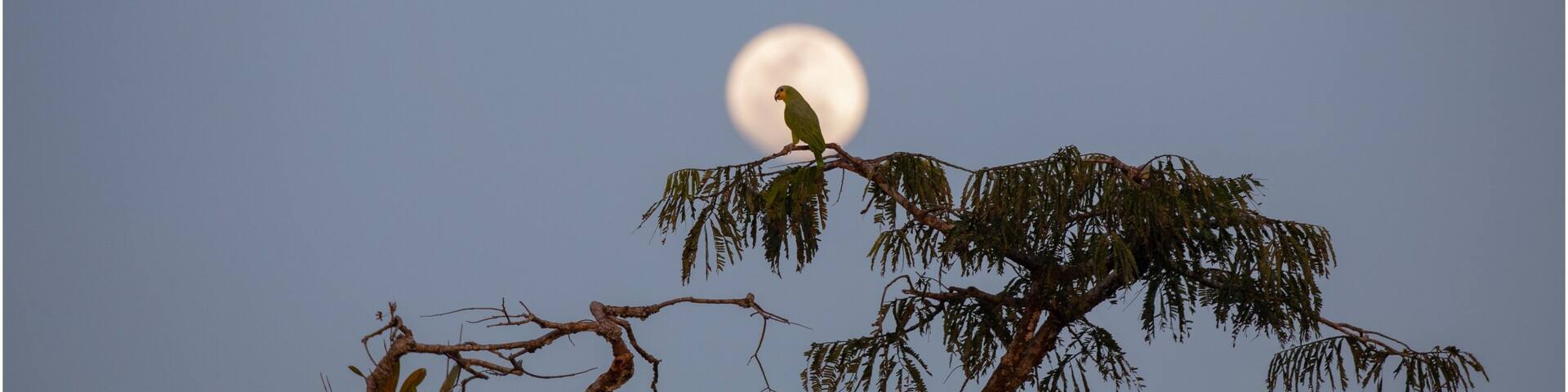 Parrot placed on the moon!! Phot taken in the Laguna grande in Cuyabeno wildlife reserve in Ecuador Amazon Rainforest