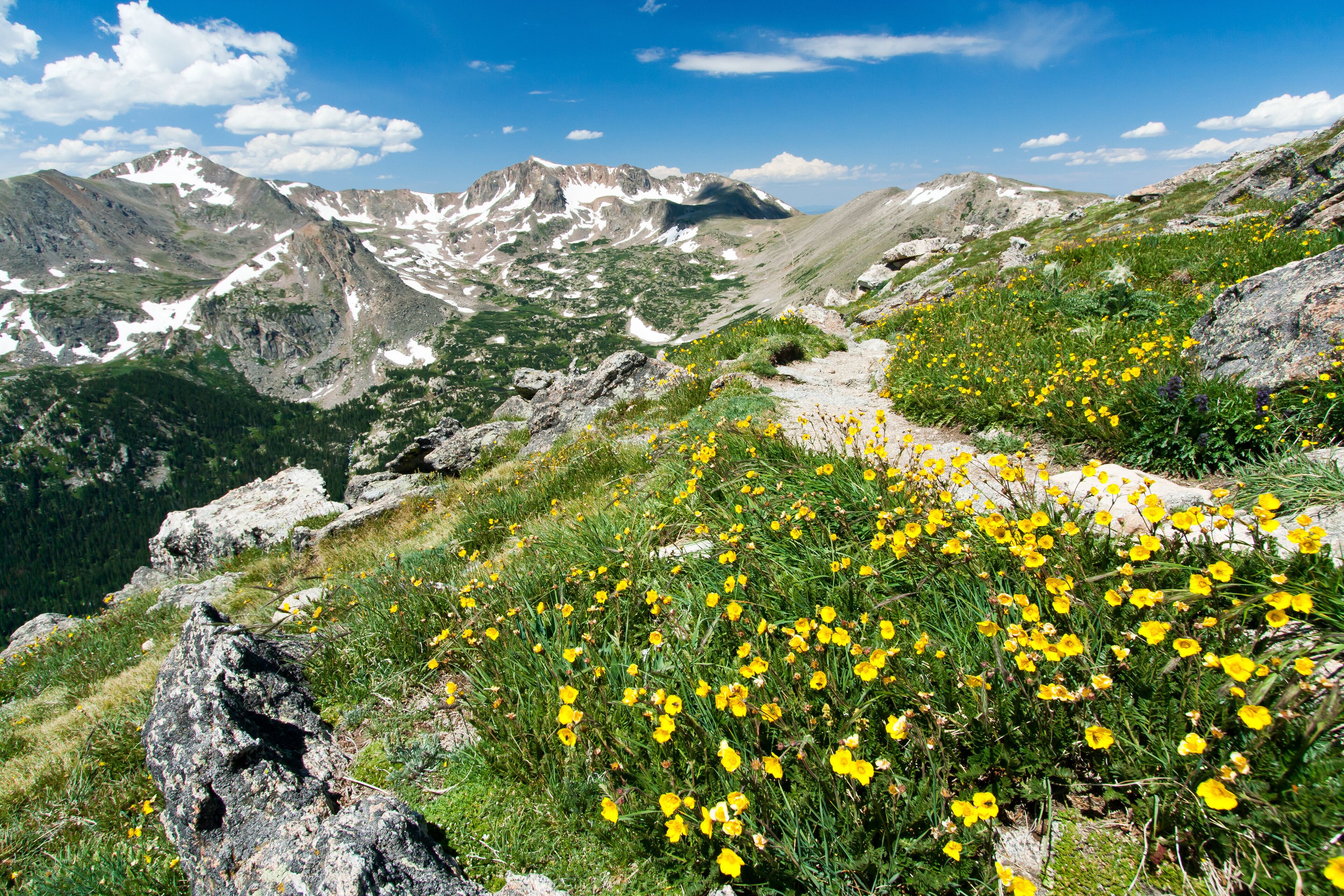 Hiking Trail Through Flowers of Colorado Mountains