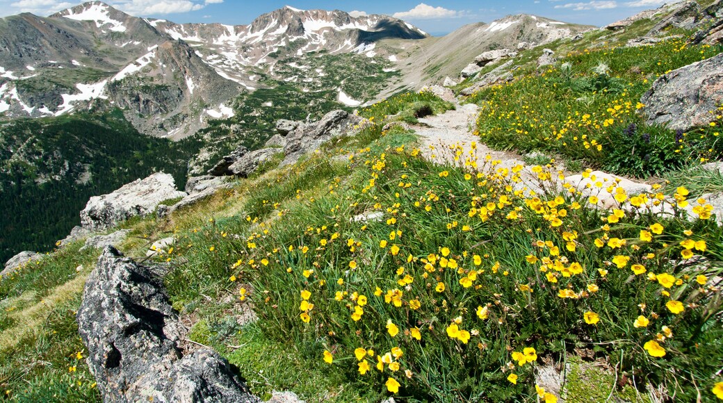 Hiking Trail Through Flowers of Colorado Mountains