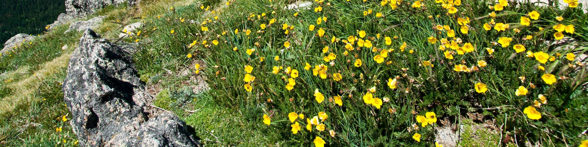 Hiking Trail Through Flowers of Colorado Mountains