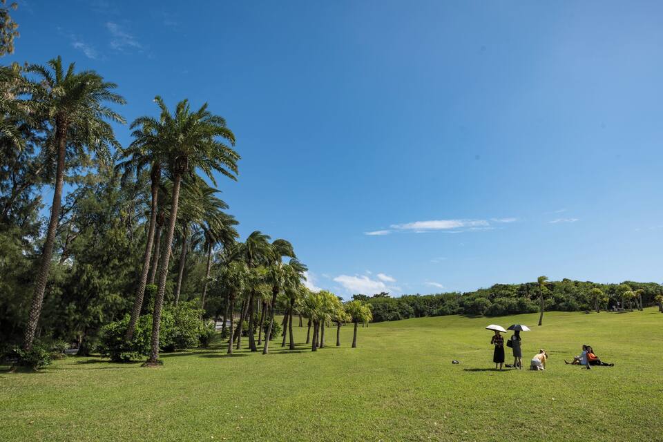 A grassy field with palm trees and people.