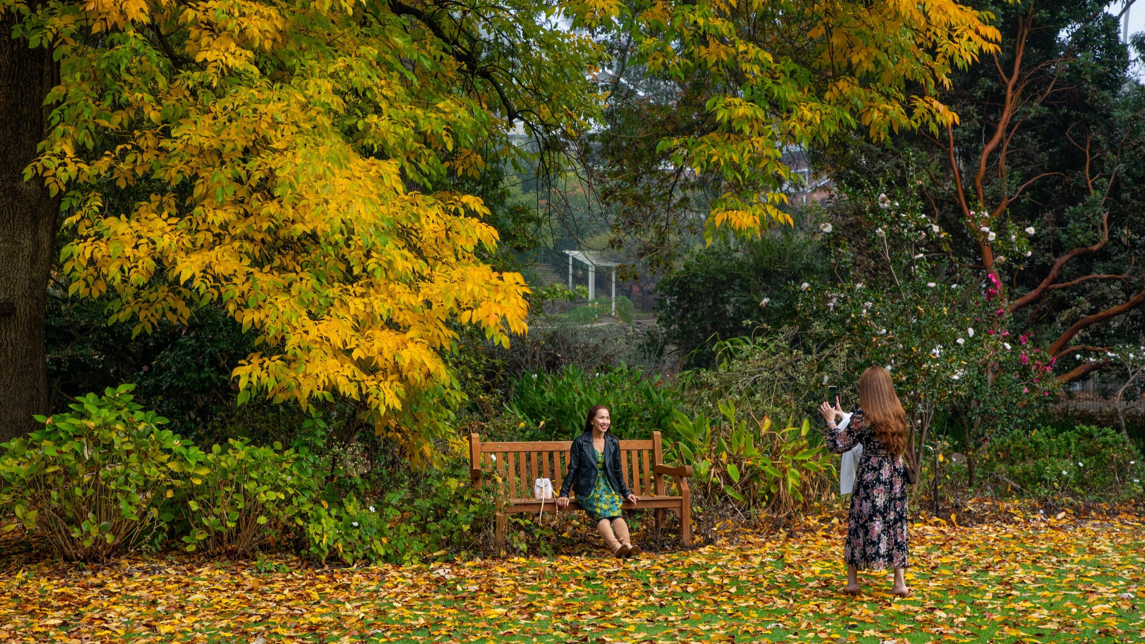 Albury Botanic Gardens featuring a park and fall colors as well as an individual femail
