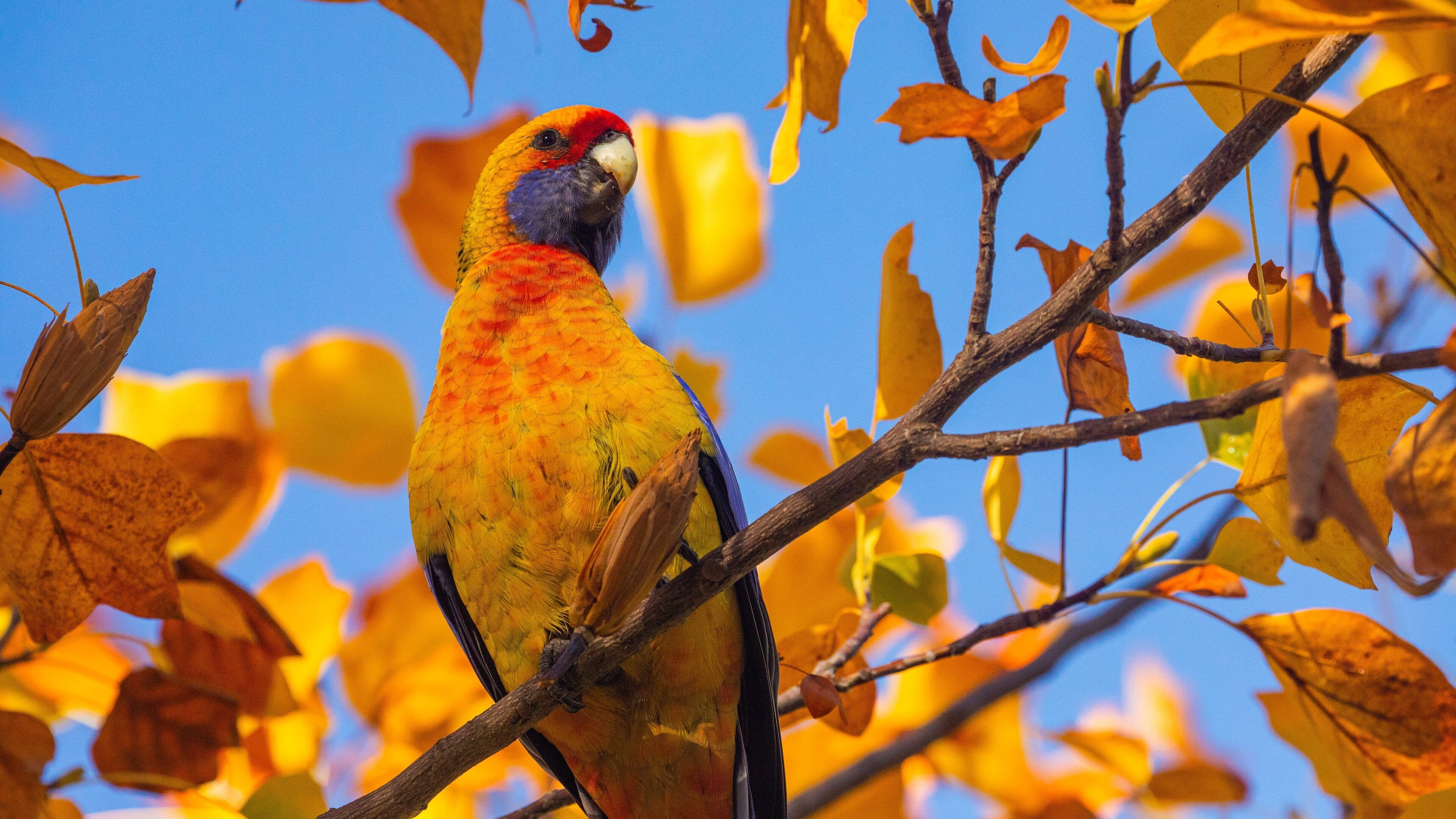 Albury Botanic Gardens featuring bird life and autumn leaves