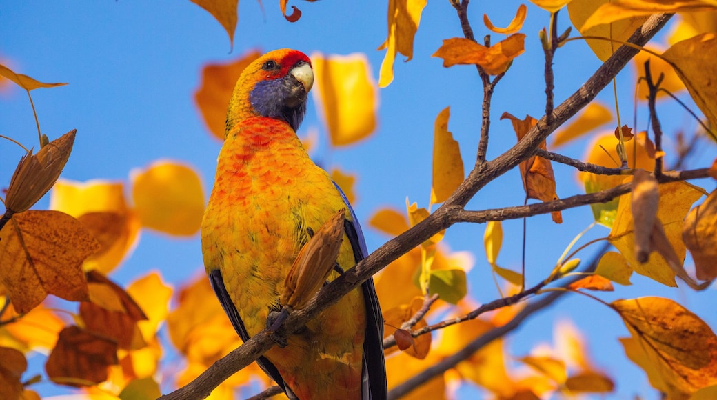 Albury Botanic Gardens featuring bird life and autumn leaves