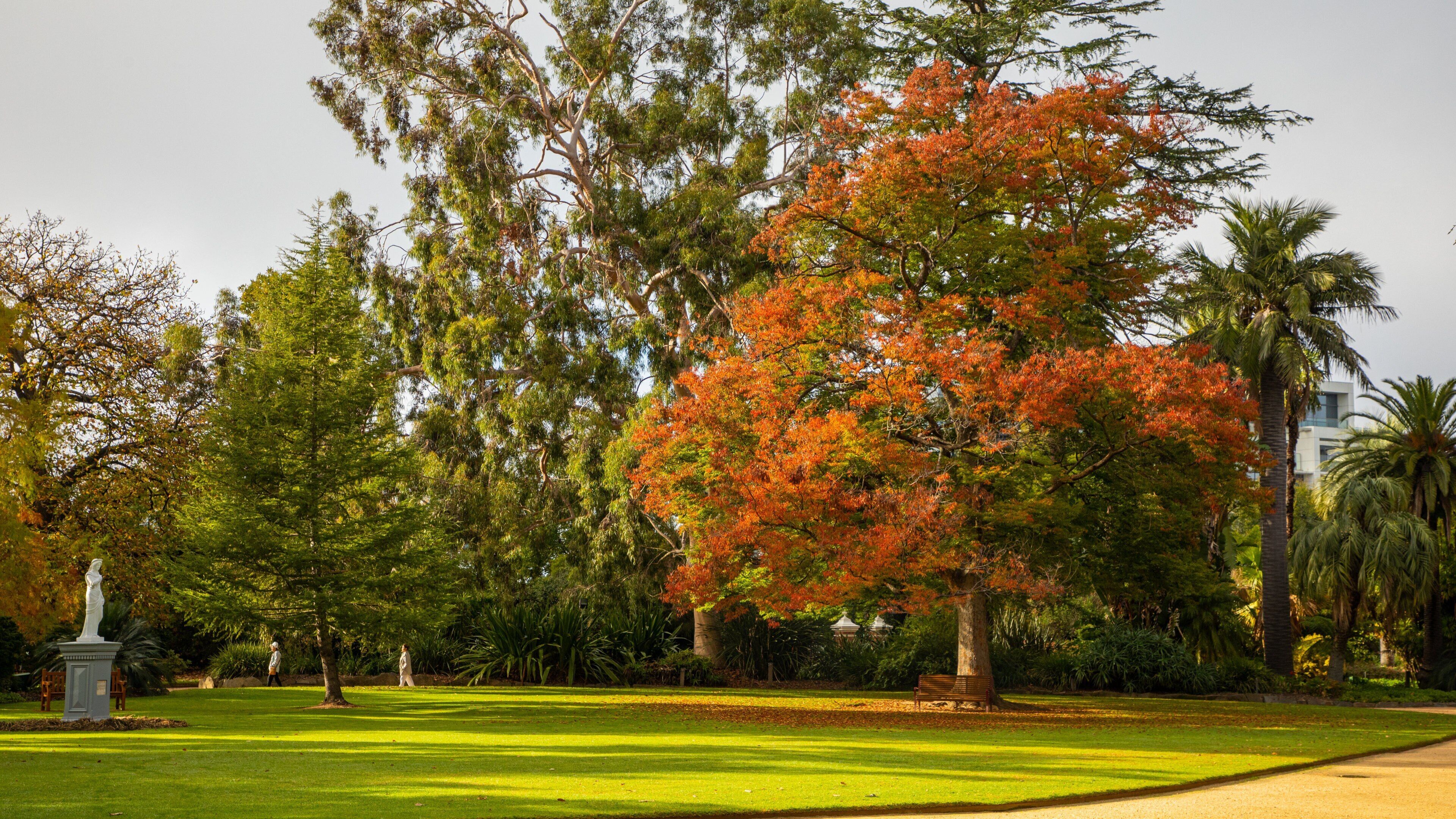 Albury Botanic Gardens featuring a garden