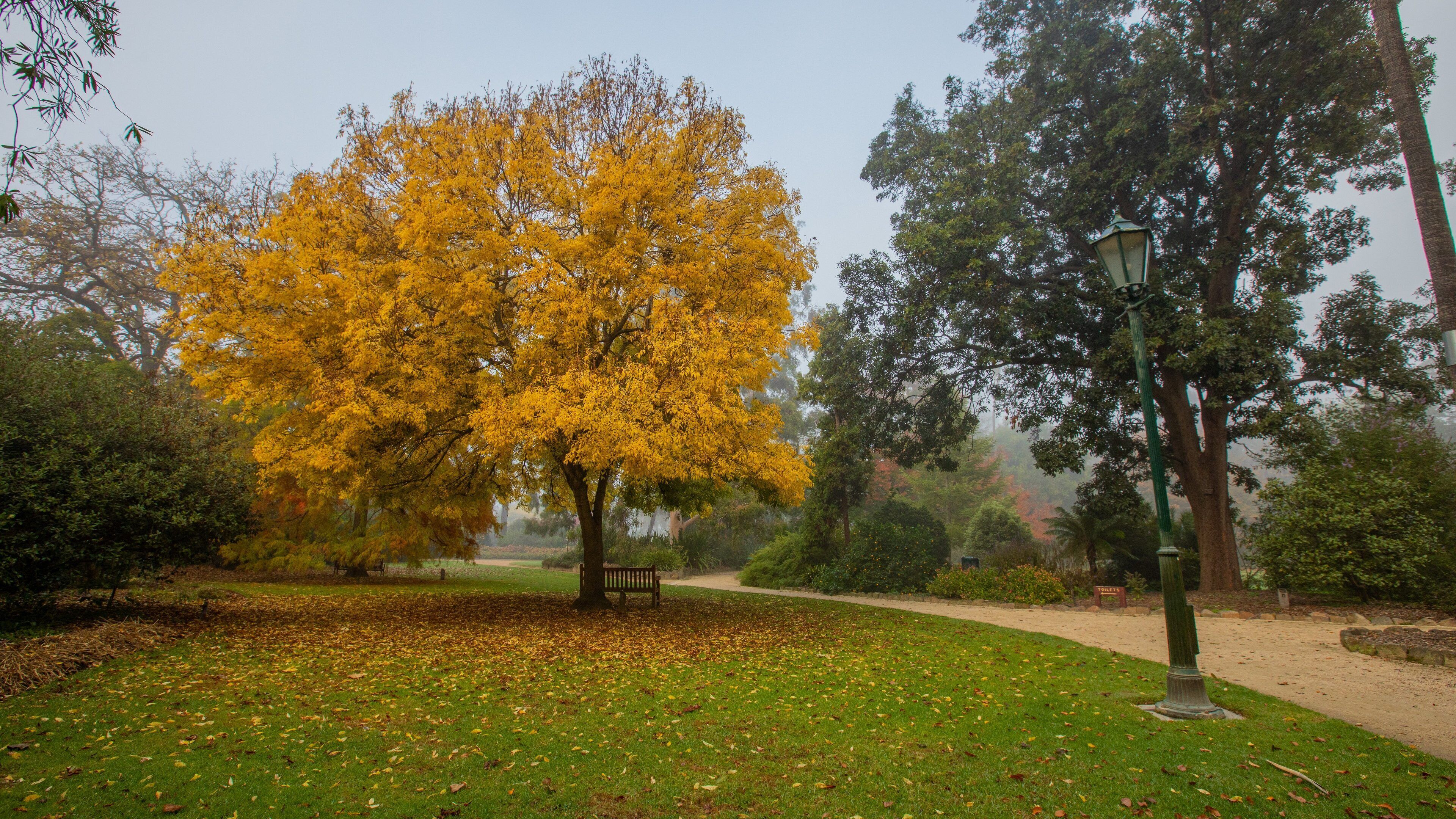 Un parque con un árbol amarillo grande, una banca y un farol.