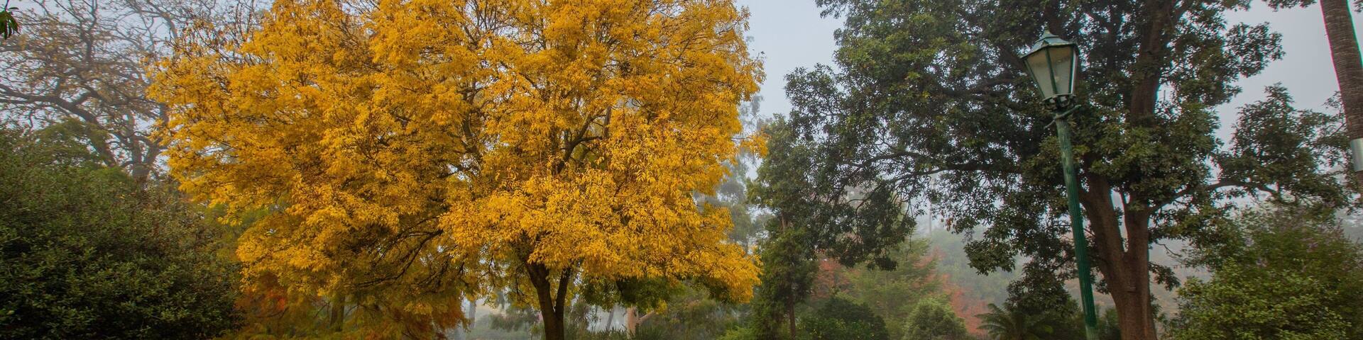 Un parque con un árbol amarillo grande, una banca y un farol.