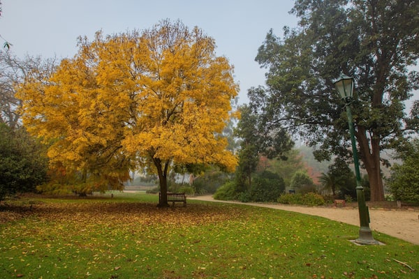 A park with a large yellow tree, a bench, and a lamp post.