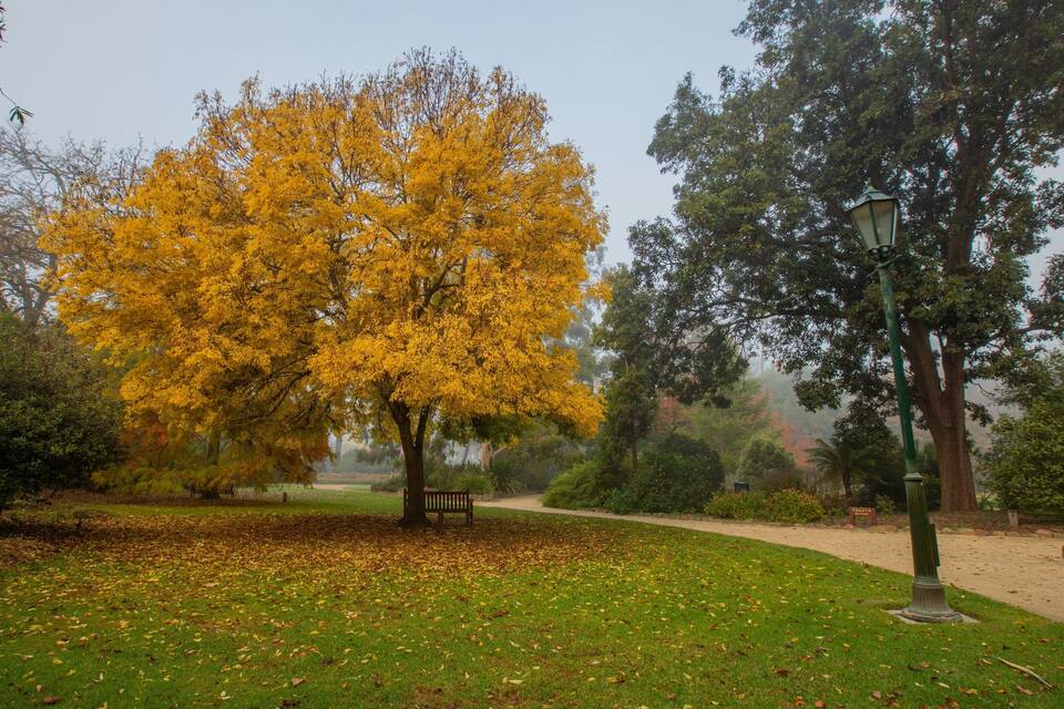 A park with a large yellow tree, a bench, and a lamp post.